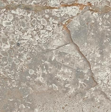 610090002376 Empire Silver Root Bottone Lap - ������ ������� ��� ������� ���