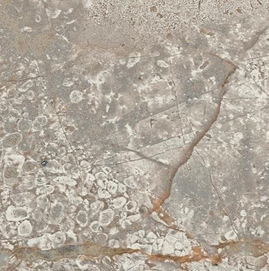 610090002383 Empire Silver Root Bottone - ������ ������� ��� �������